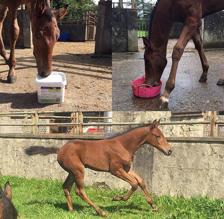 From Gangly Filly to Beautiful Straight Moving Horse With Help From Bespoke